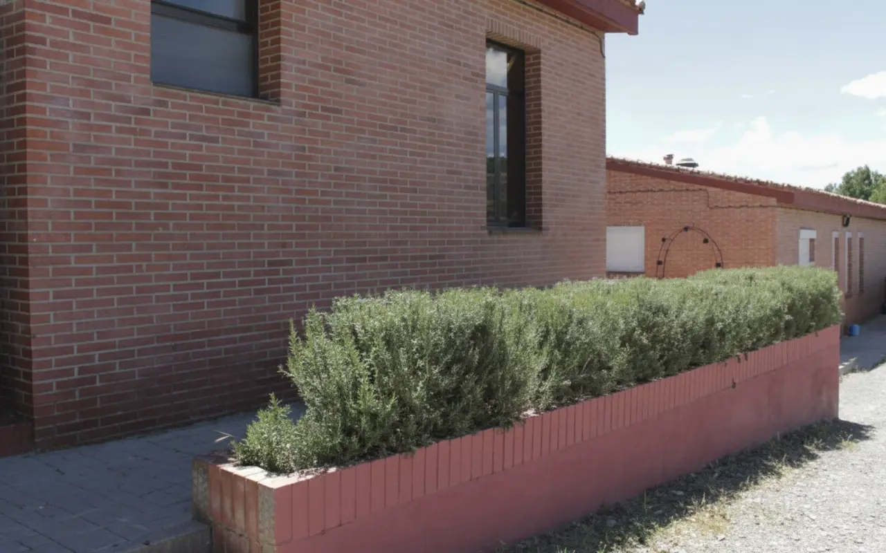 Jardinera de lavanda junto a la pared de ladrillo del albergue