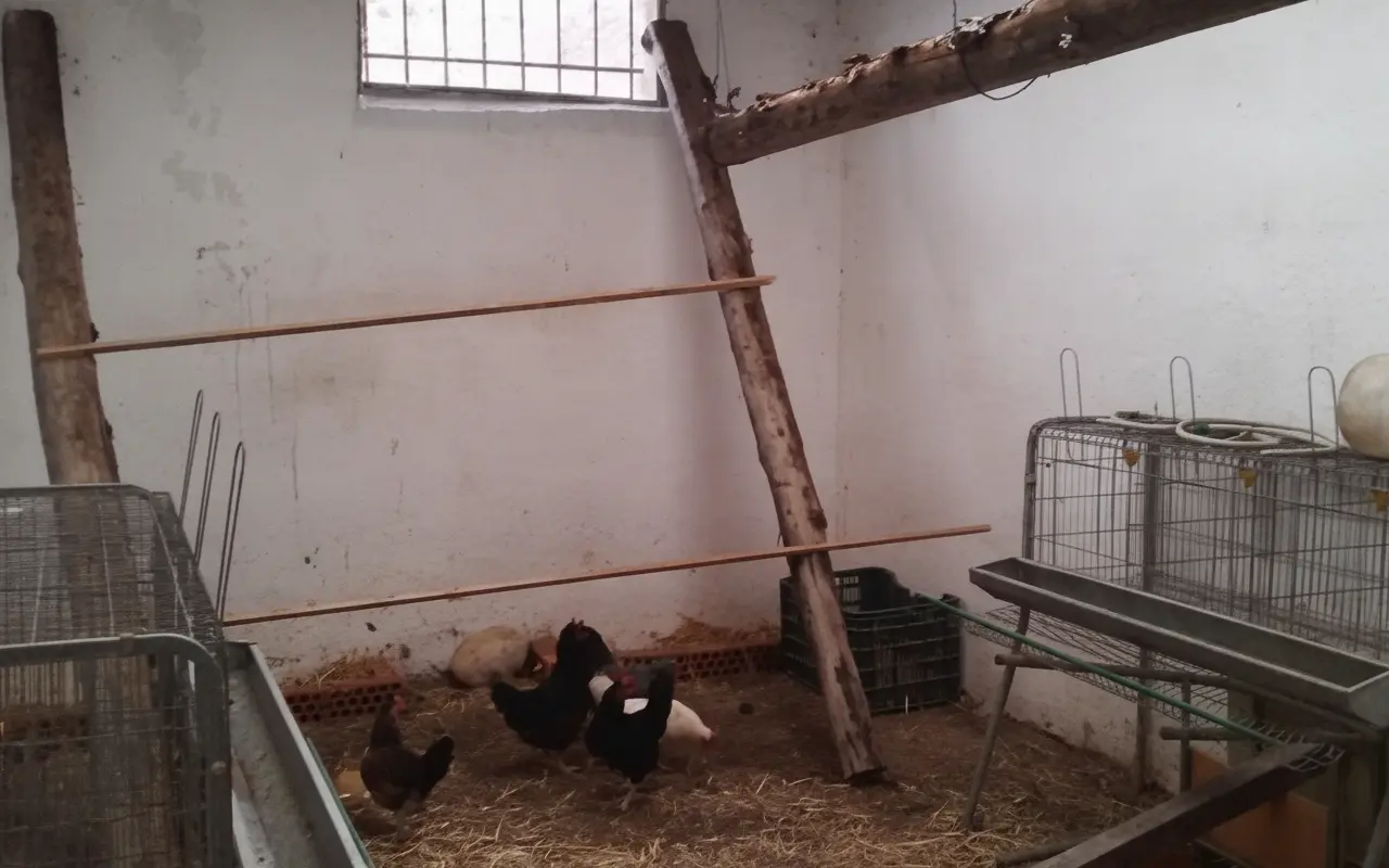 Gallinero con gallinas negras y comederos